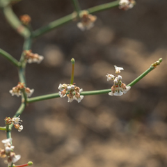 Eriogonum rotundifolium