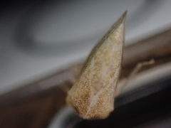 Cyrtolobus maculifrontis