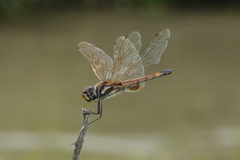 Tramea darwini