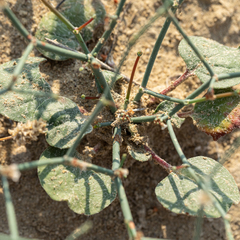 Eriogonum rotundifolium