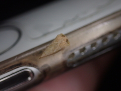 Cyrtolobus maculifrontis