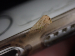 Cyrtolobus maculifrontis