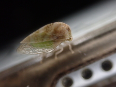 Cyrtolobus maculifrontis