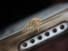 Cyrtolobus maculifrontis