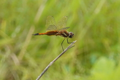 Tramea darwini