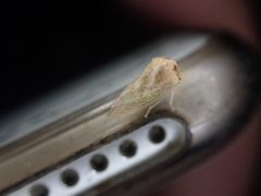 Cyrtolobus maculifrontis