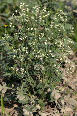 Parthenium confertum