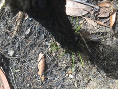 Allocasuarina torulosa