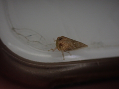 Cyrtolobus maculifrontis