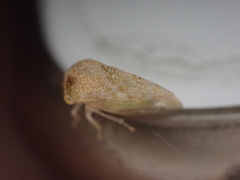 Cyrtolobus maculifrontis