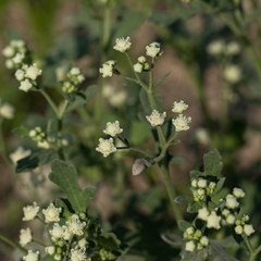 Parthenium confertum