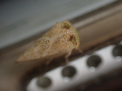 Cyrtolobus maculifrontis