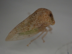 Cyrtolobus maculifrontis