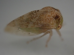 Cyrtolobus maculifrontis