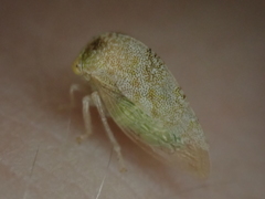 Cyrtolobus maculifrontis