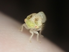 Cyrtolobus maculifrontis