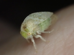 Cyrtolobus maculifrontis