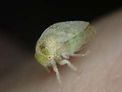 Cyrtolobus maculifrontis