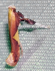 Caloptilia packardella
