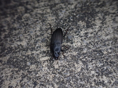 Anisodactylus rusticus