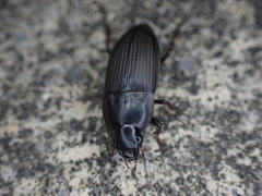 Anisodactylus rusticus