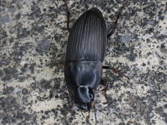 Anisodactylus rusticus