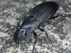 Anisodactylus rusticus