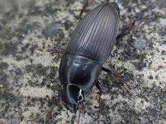 Anisodactylus rusticus