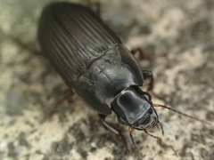 Anisodactylus rusticus
