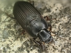 Anisodactylus rusticus