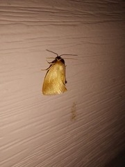 Tortricidia testacea