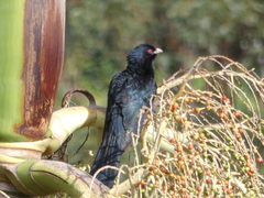 Eudynamys orientalis cyanocephalus
