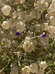 Scutellaria mexicana