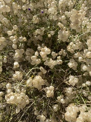 Scutellaria mexicana