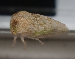 Cyrtolobus maculifrontis