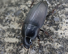 Anisodactylus rusticus