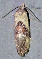 Eugnosta erigeronana