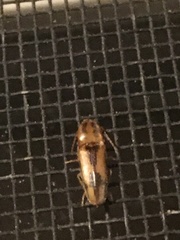 Conoderus vespertinus