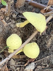 Leucocoprinus birnbaumii image