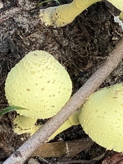 Leucocoprinus birnbaumii image