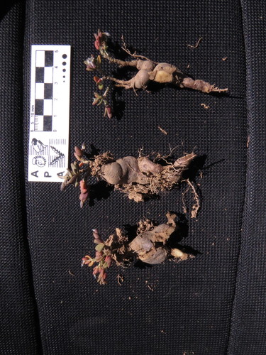 Grahamia kurtzii (Bacig.) G.D.Rowley