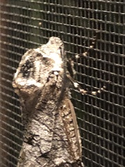 Prionoxystus macmurtrei