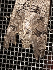 Prionoxystus macmurtrei