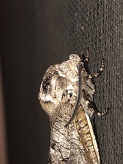 Prionoxystus macmurtrei