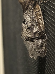 Prionoxystus macmurtrei