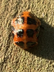 Harmonia axyridis
