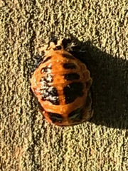 Harmonia axyridis
