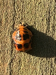 Harmonia axyridis