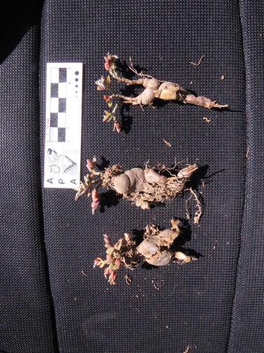 Grahamia kurtzii (Bacig.) G.D.Rowley 2