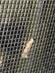 Helcystogramma